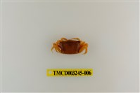 藏品(呼喚丑招潮蟹)的圖片